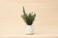 Pullen and Co Esther - Organic White Sand Jug (6743432364203)